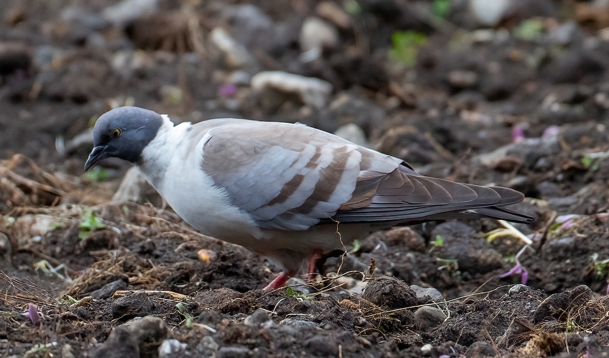 Snow Pigeon - ML630047567