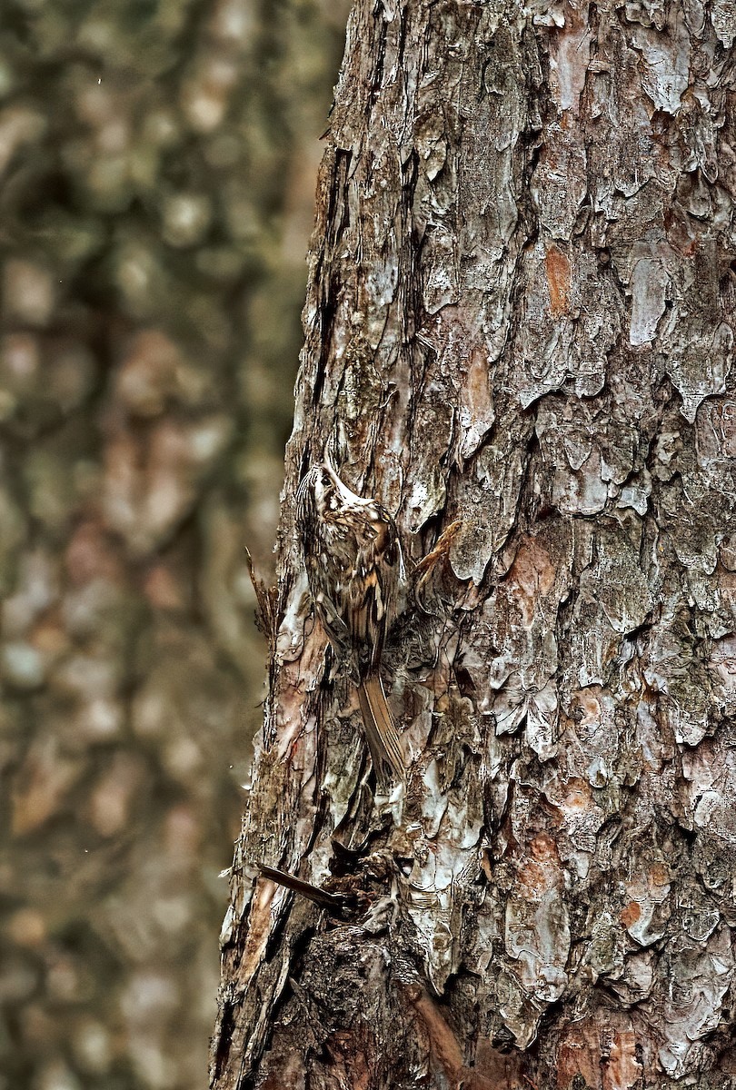 Хөвчийн бялзуумар - ML630047632