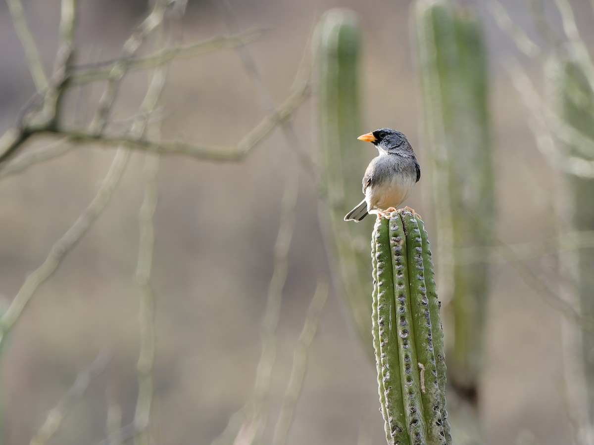 Little Inca-Finch - ML630047640