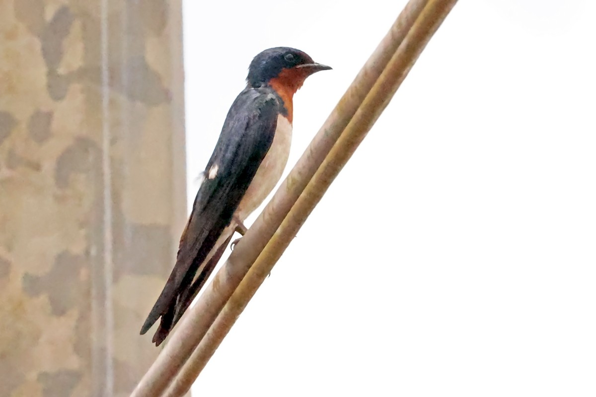 Red-chested Swallow - ML630047762