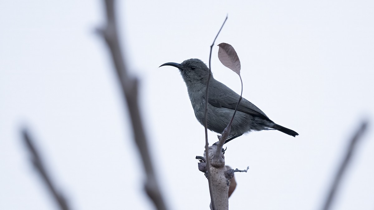 Palestine Sunbird - ML630048618