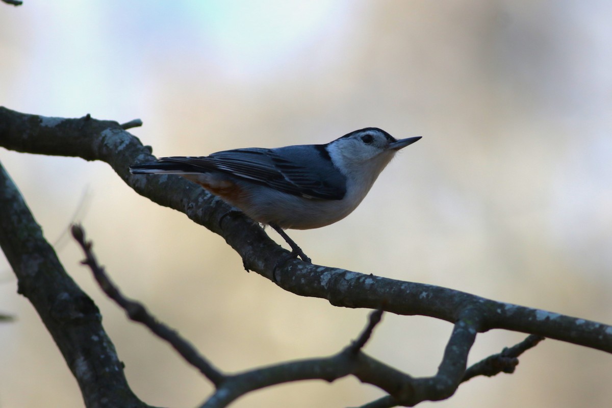 White-breasted Nuthatch - ML630048748