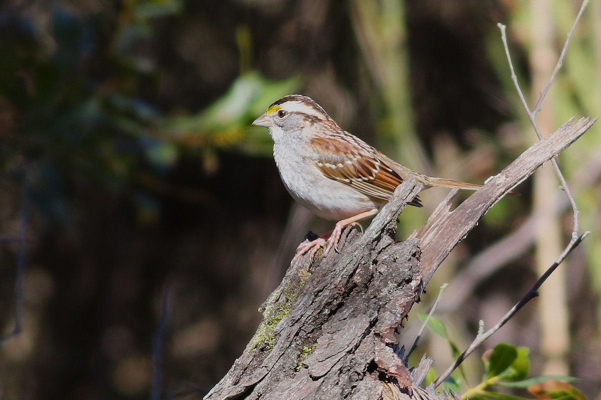 White-throated Sparrow - ML630048776