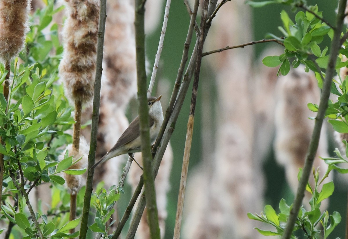 Common Reed Warbler - ML630048896