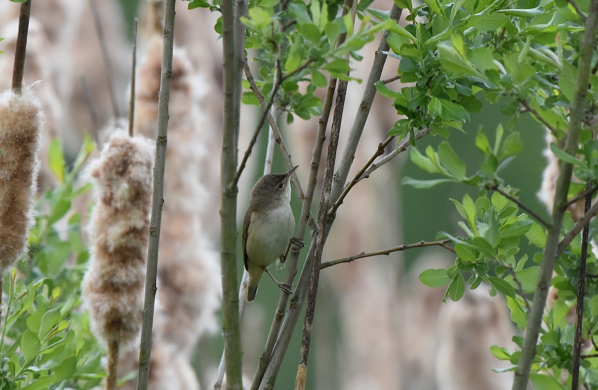 Common Reed Warbler - ML630048897