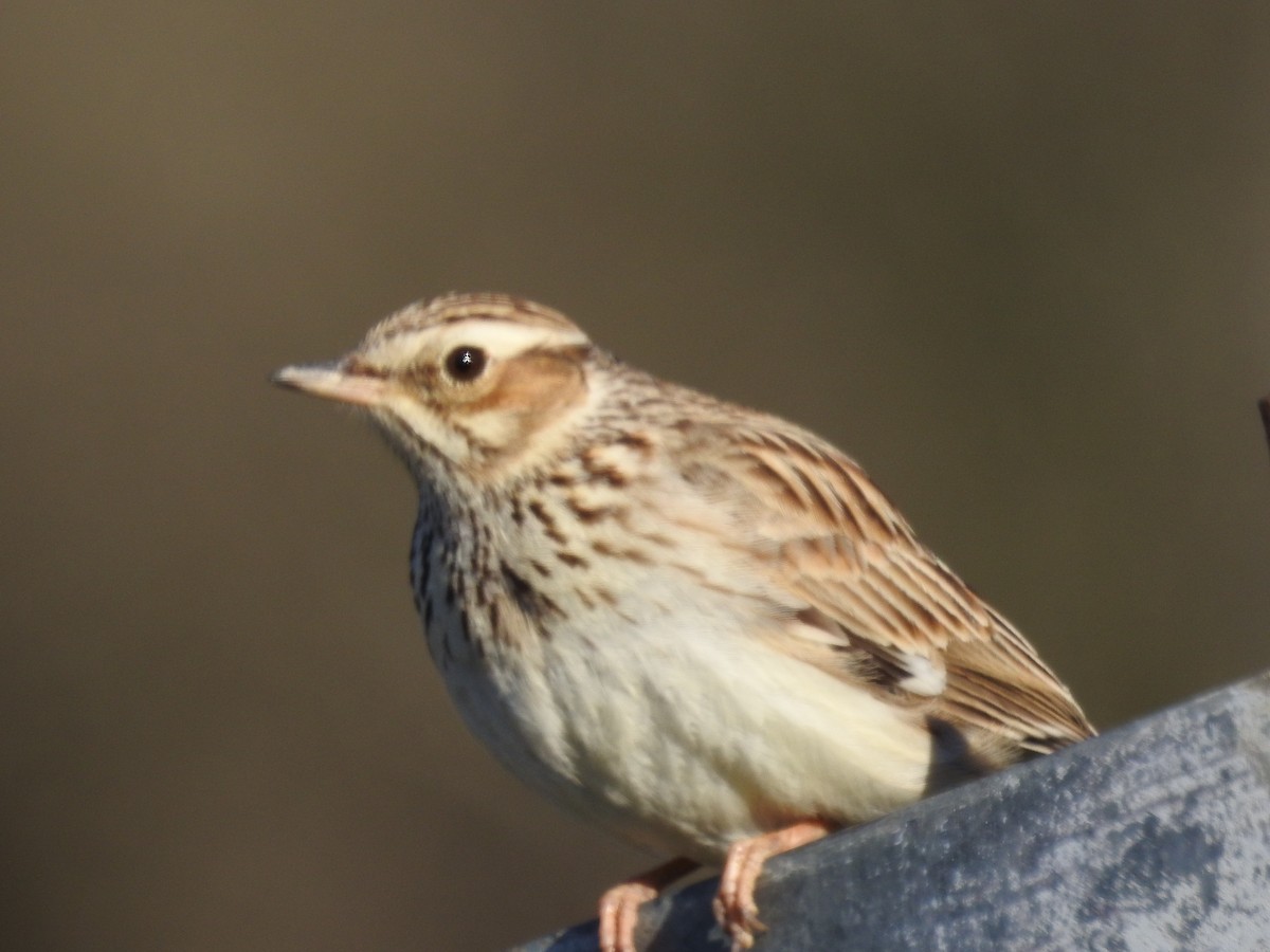 Wood Lark - ML630049059