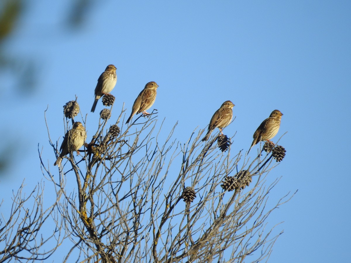 Corn Bunting - ML630049072