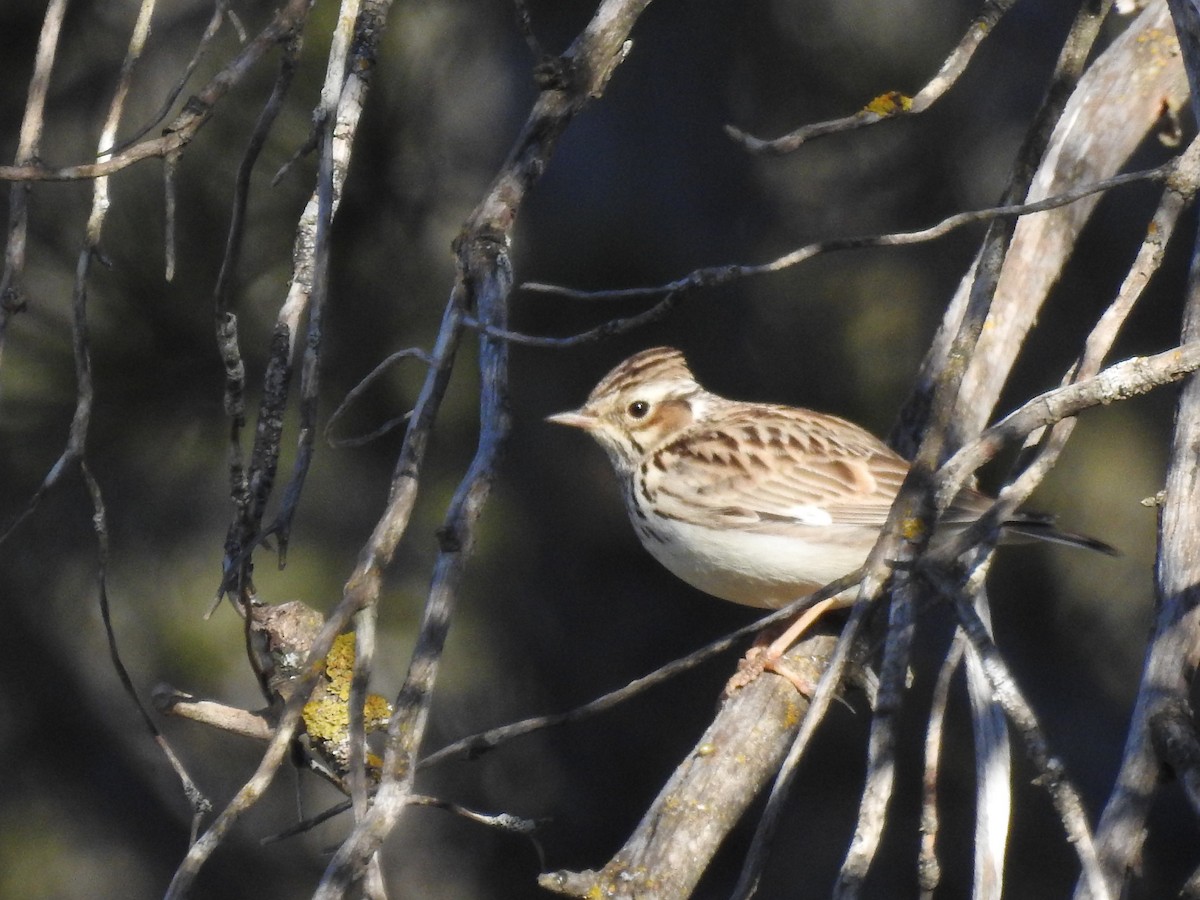 Wood Lark - ML630049080