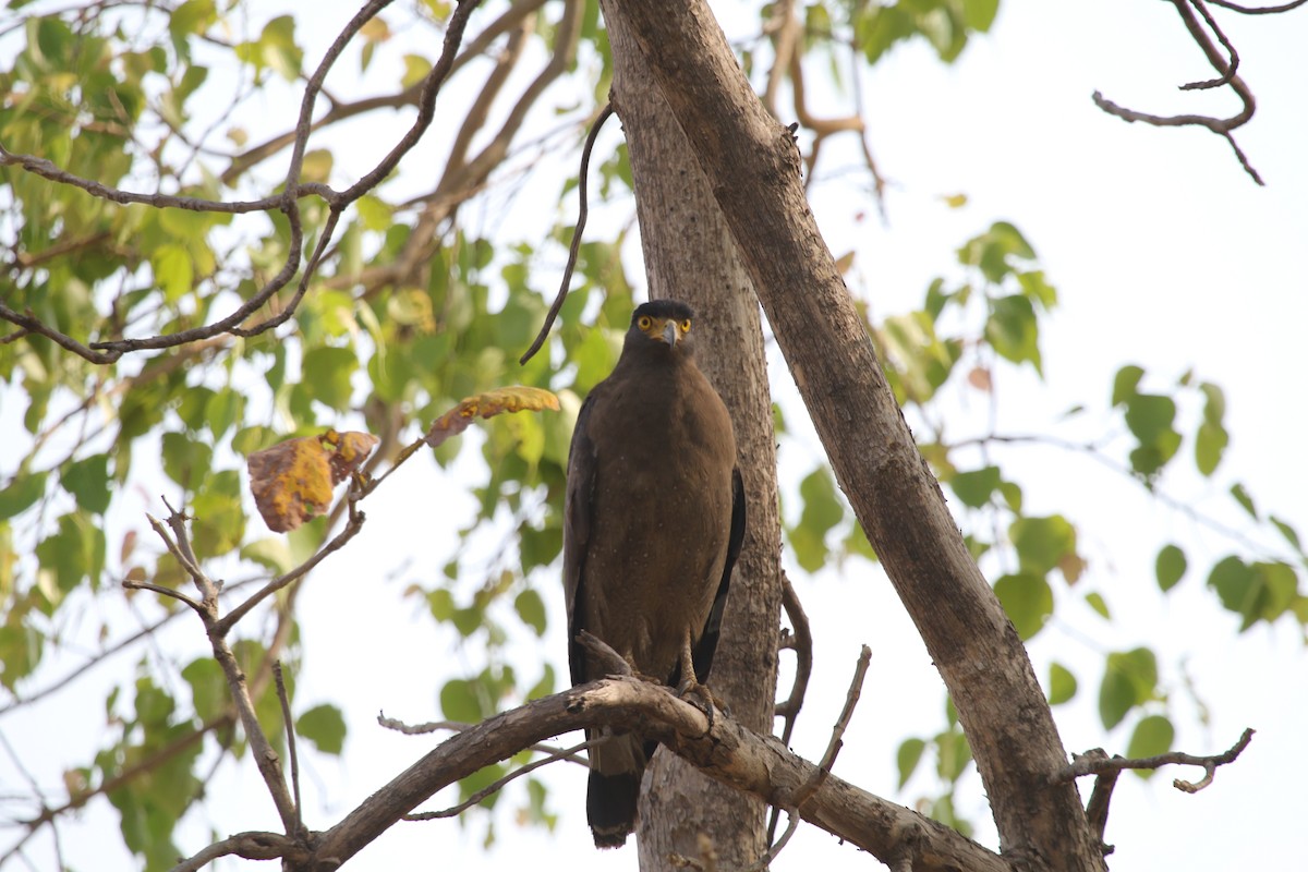 Crested Serpent-Eagle - ML630049113