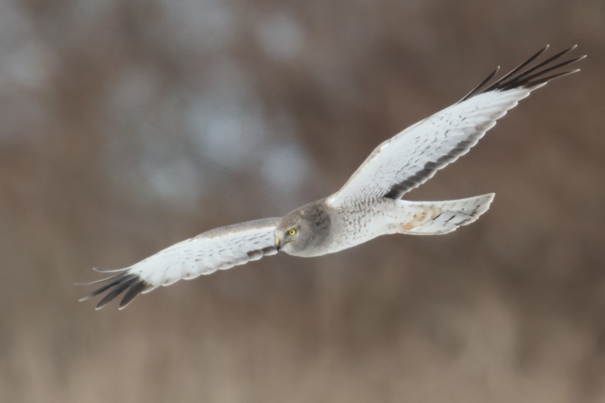 Northern Harrier - ML630049388