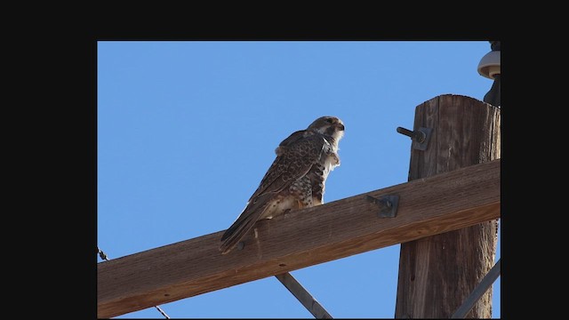 Prairie Falcon - ML630049551