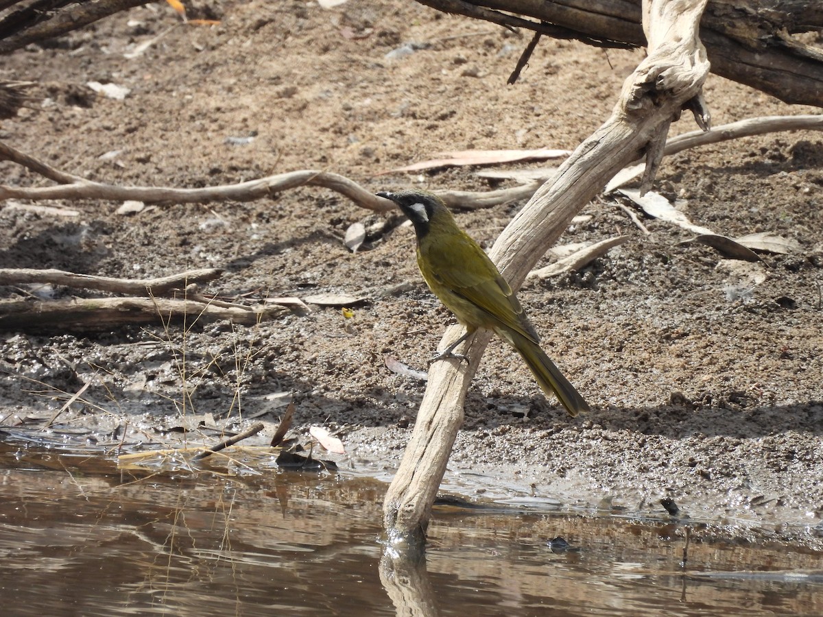 White-eared Honeyeater - ML630049703