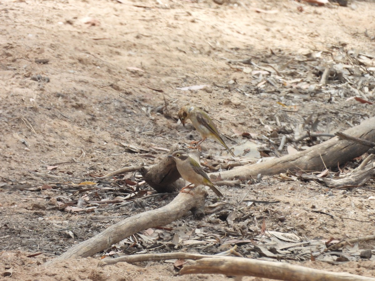 Brown-headed Honeyeater - ML630049704