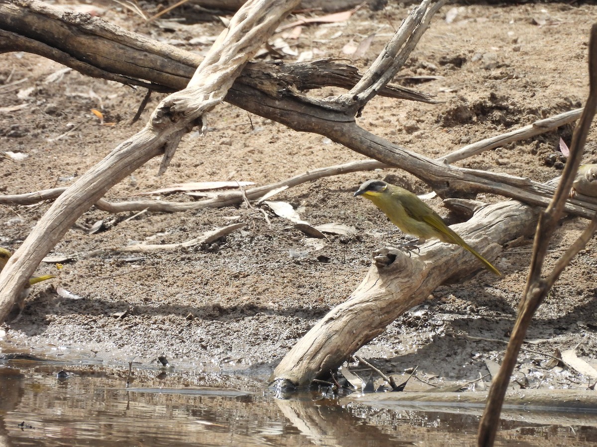 Purple-gaped Honeyeater - ML630049705