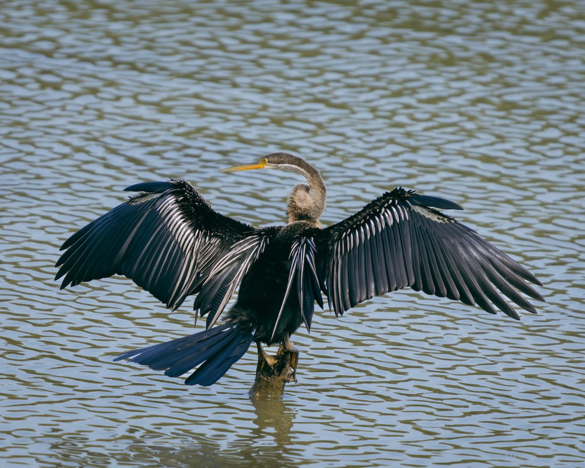 Oriental Darter - ML630049719