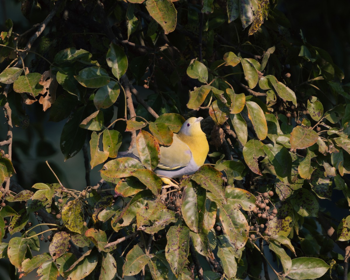 Yellow-footed Green-Pigeon - ML630049741