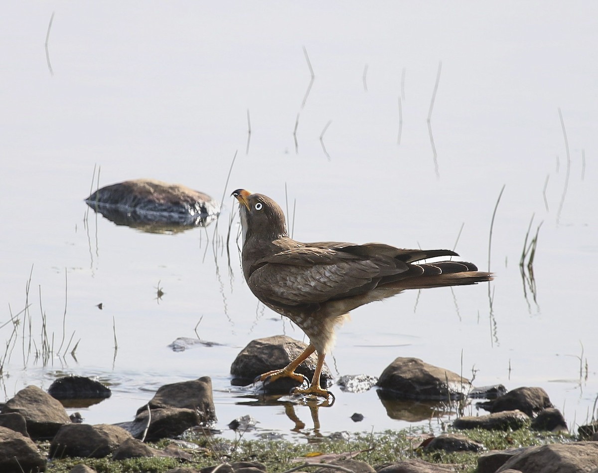 White-eyed Buzzard - ML630049770