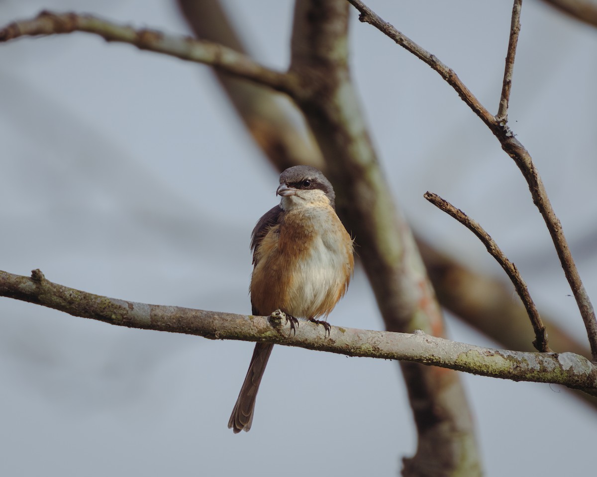 Gray-backed Shrike - ML630049771