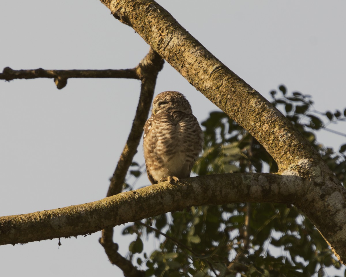 Spotted Owlet - ML630049838