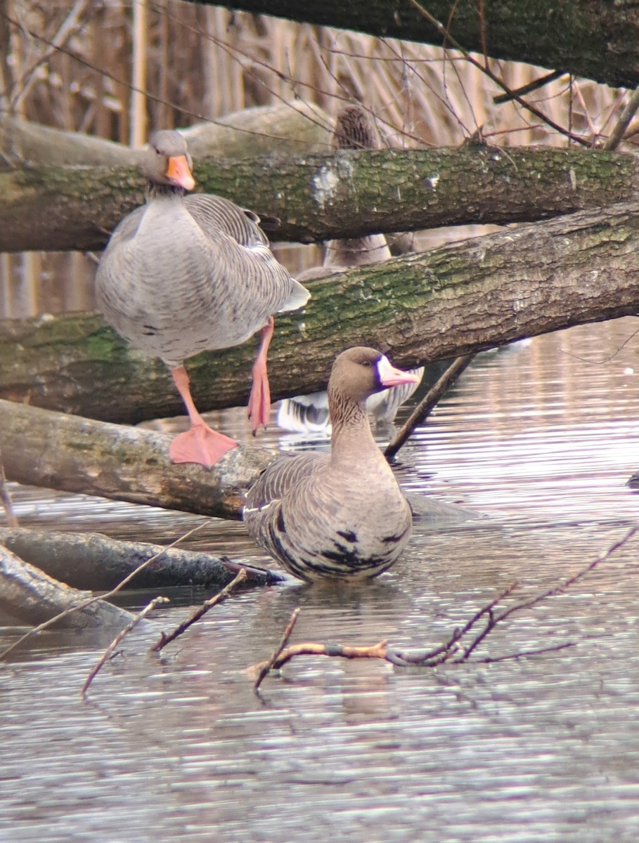 Greater White-fronted Goose - ML630050057
