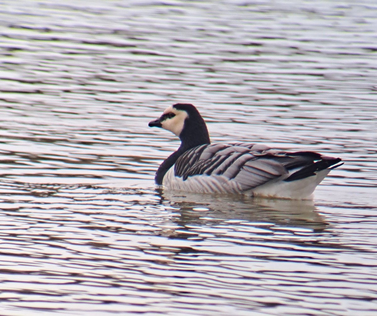 Barnacle Goose - ML630050076