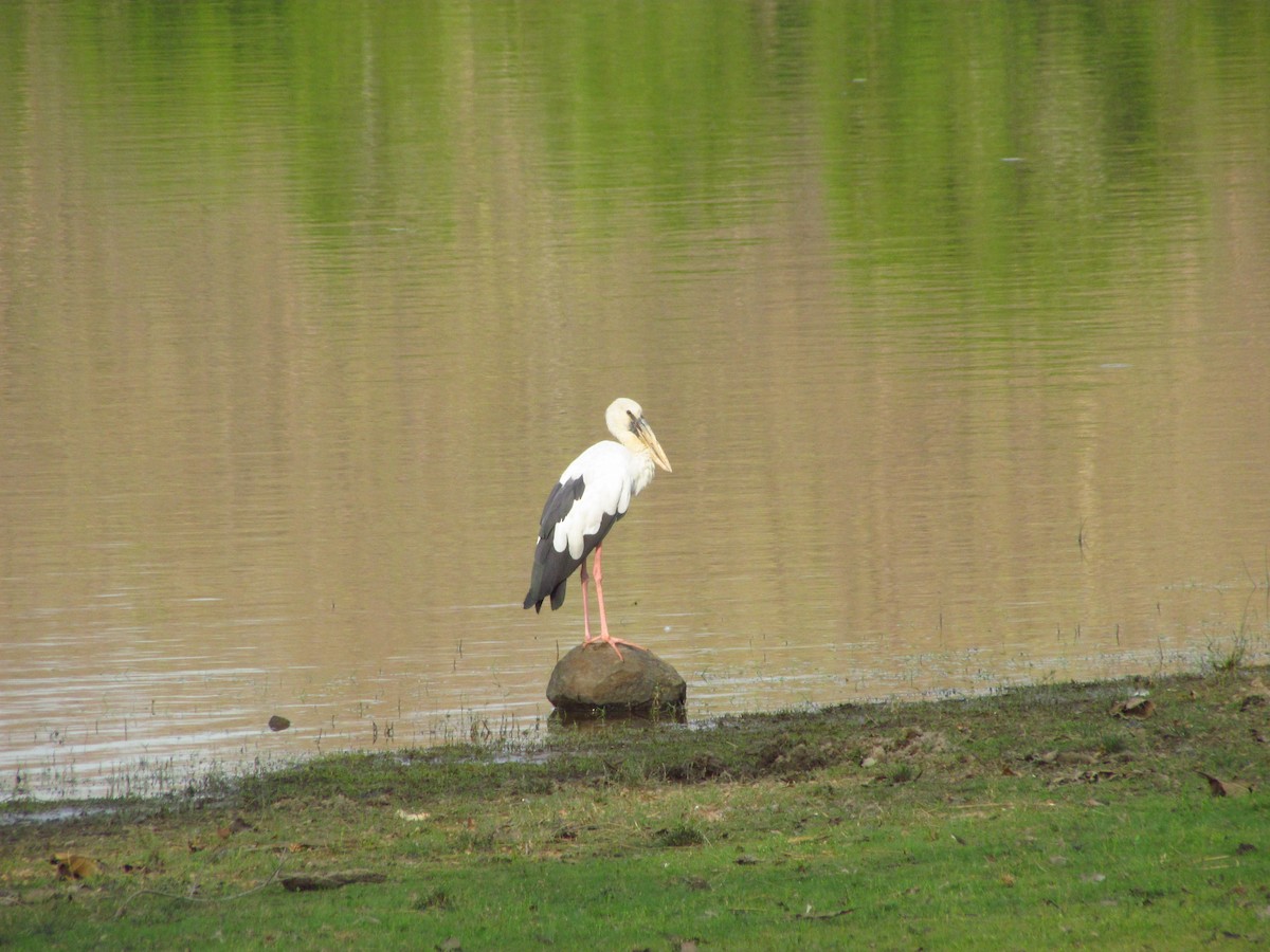 Asian Openbill - ML630050236