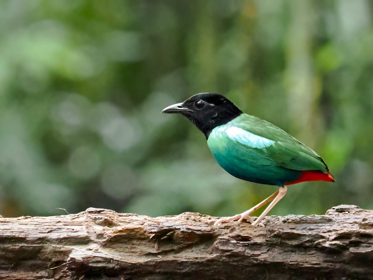 Eastern Hooded Pitta - ML630050256