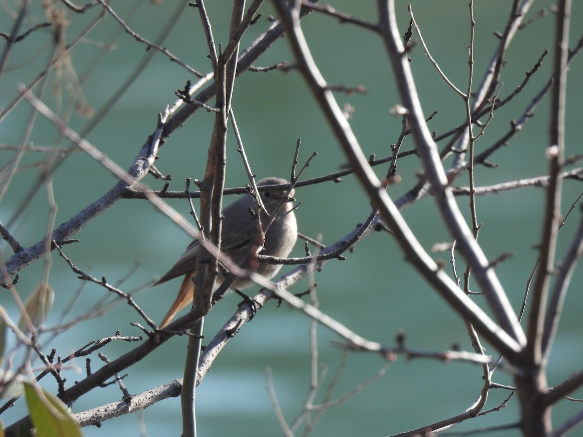 Black Redstart - ML630050313
