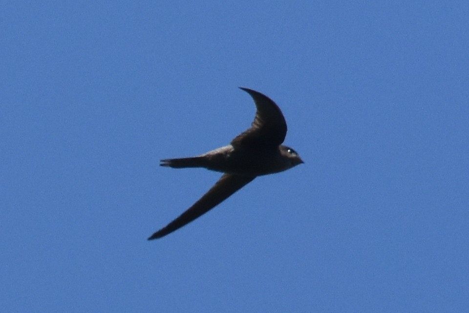 Asian Palm Swift - ML630050328