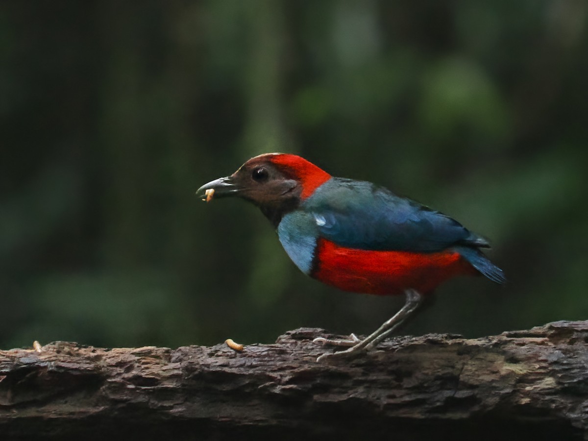 Papuan Pitta (Northern) - ML630050332