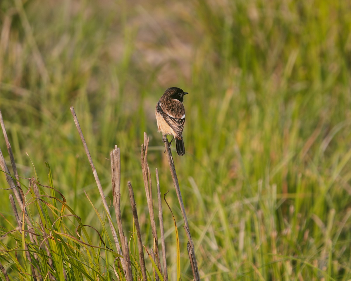 Siberian Stonechat - ML630050333