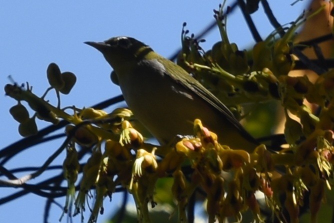 Swinhoe's White-eye - ML630050337