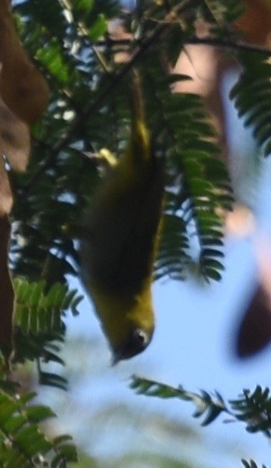 Swinhoe's White-eye - ML630050338