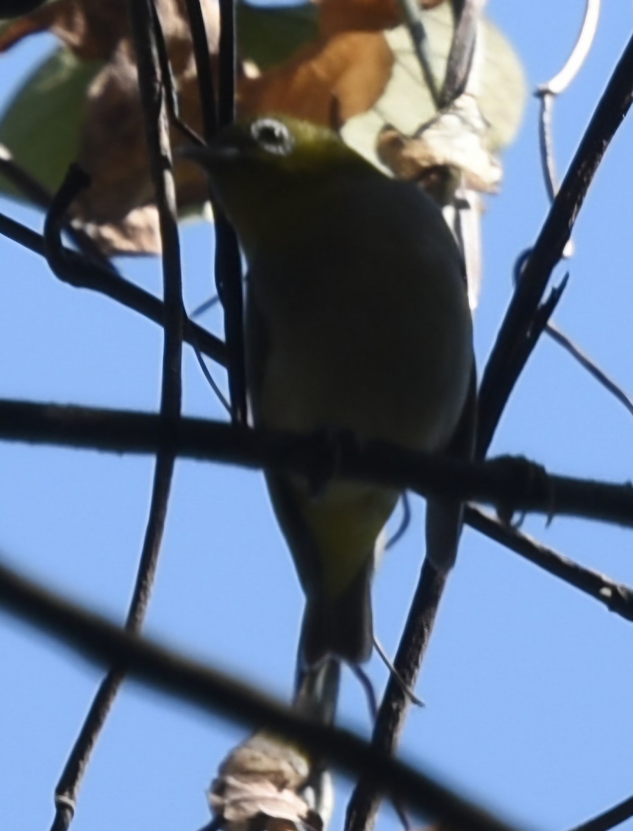 Swinhoe's White-eye - ML630050339