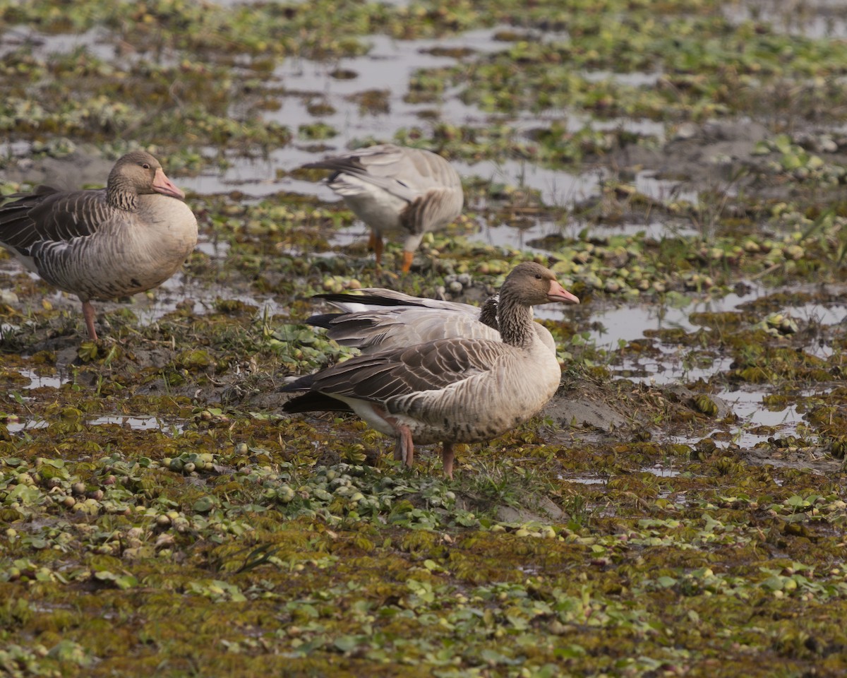 Graylag Goose - ML630050353