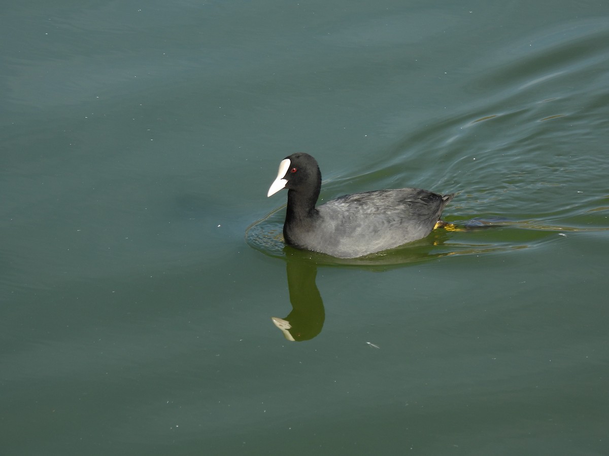 Eurasian Coot - ML630050368