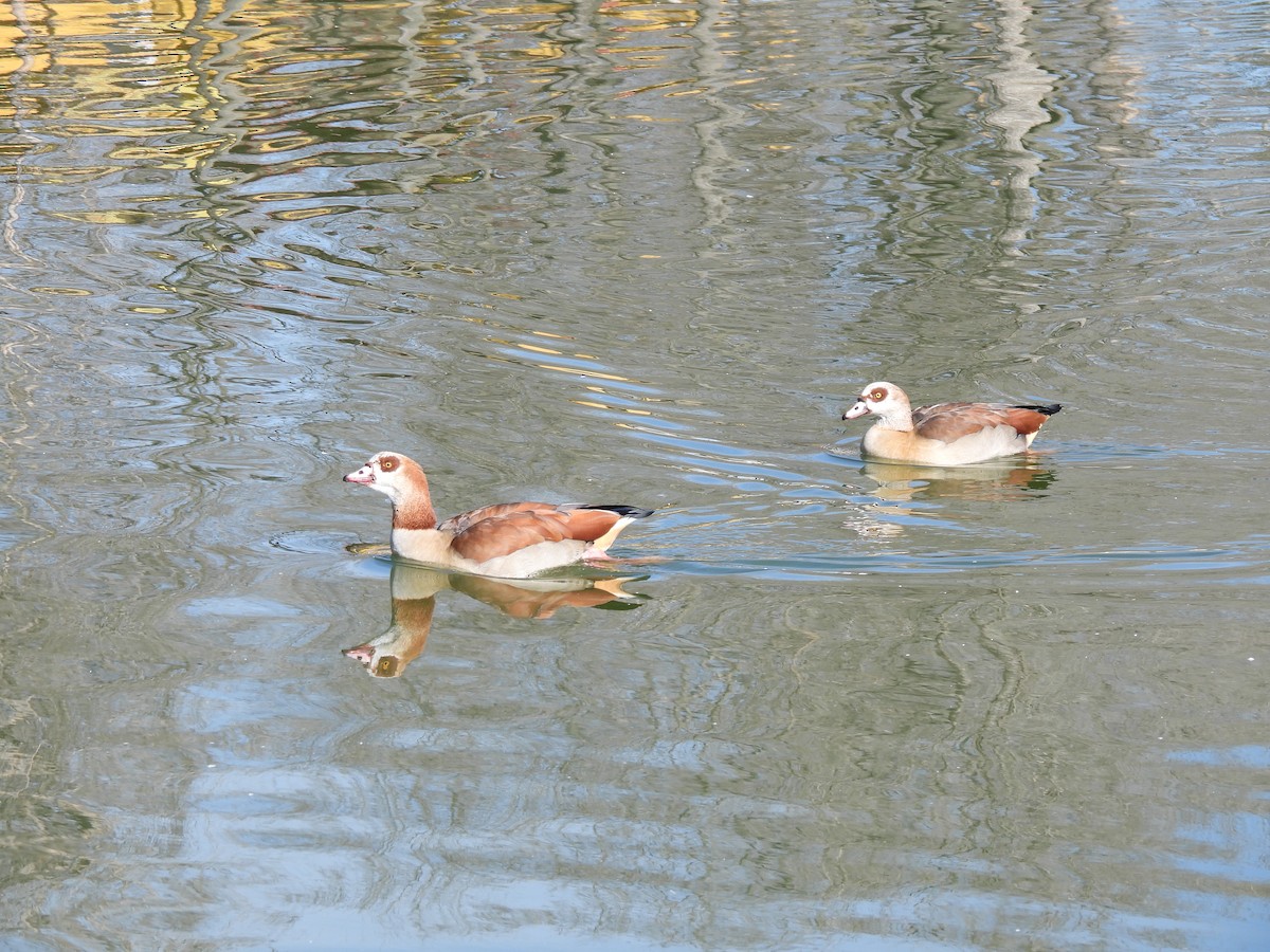 Egyptian Goose - ML630050375