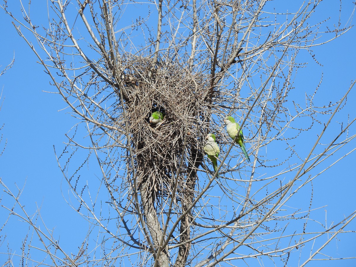 Monk Parakeet - ML630050388