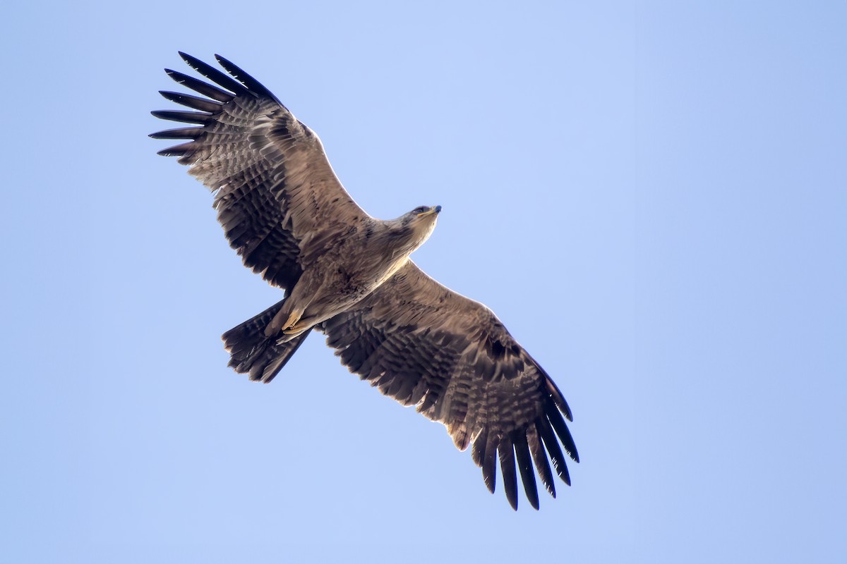 Tawny Eagle - ML630050411