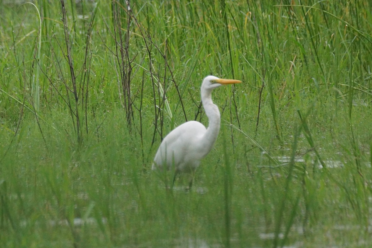 Great Egret - ML630050514