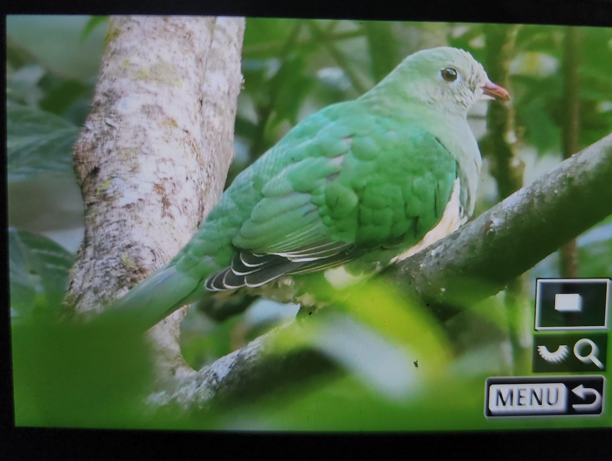 Cream-breasted Fruit-Dove - ML630050707