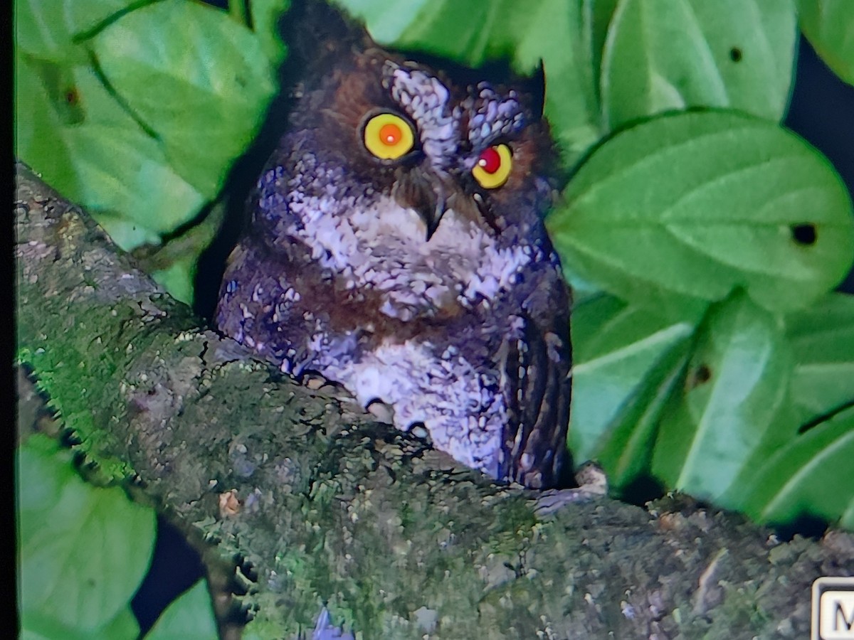 Luzon Scops-Owl - ML630050721