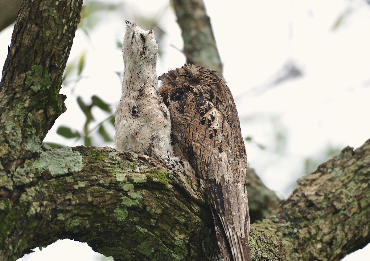 Common Potoo - ML630050814