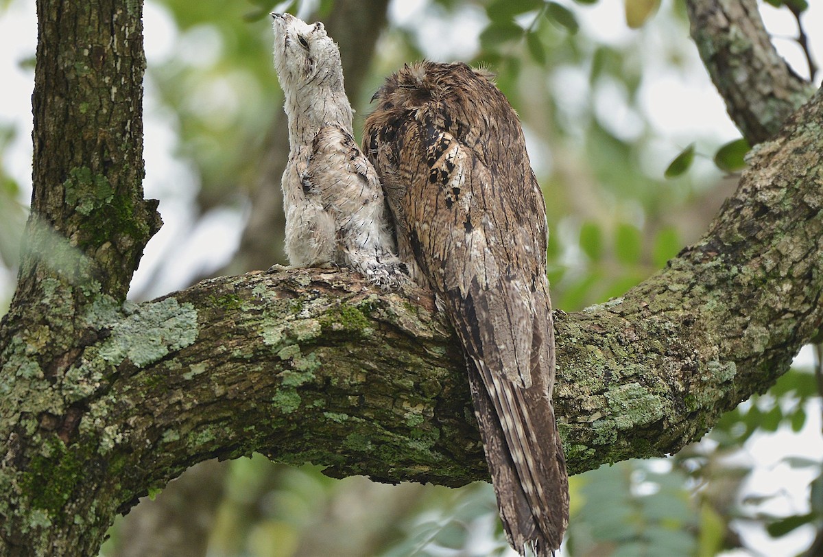 Common Potoo - ML630050815