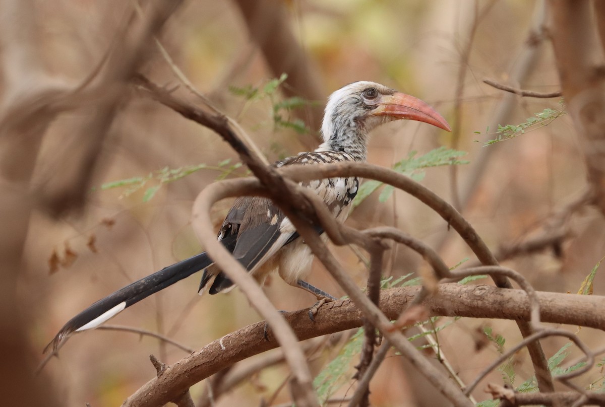 Northern Red-billed Hornbill - ML630050855
