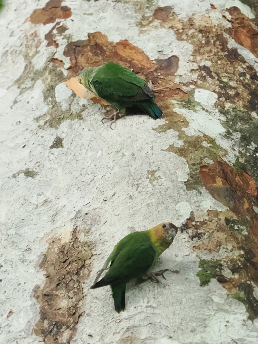Buff-faced Pygmy-Parrot - ML630050858