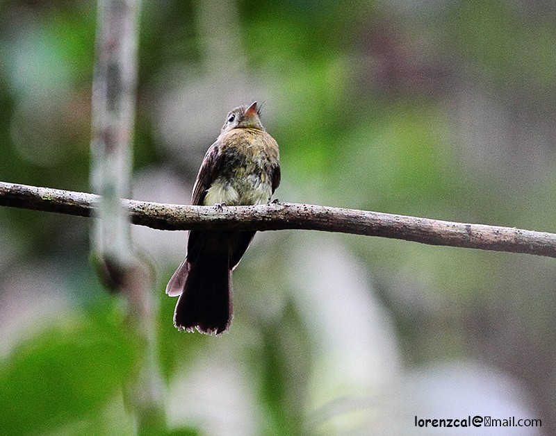 Whiskered Flycatcher - ML630051098