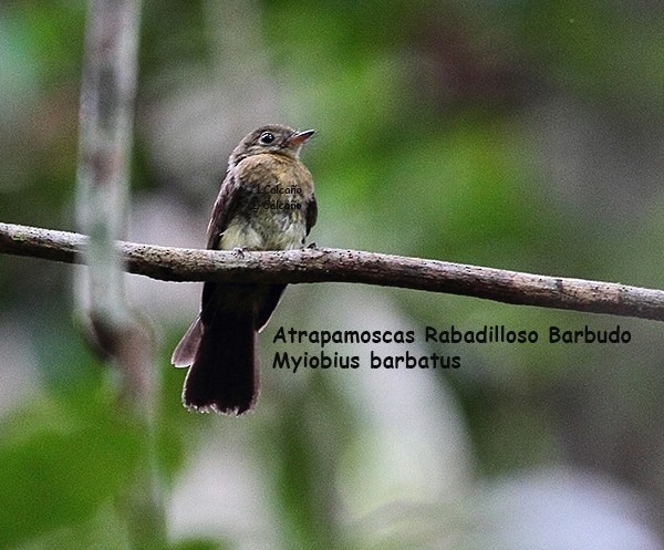 Whiskered Flycatcher - ML630051105