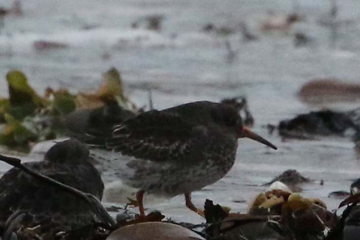 Purple Sandpiper - ML630051153