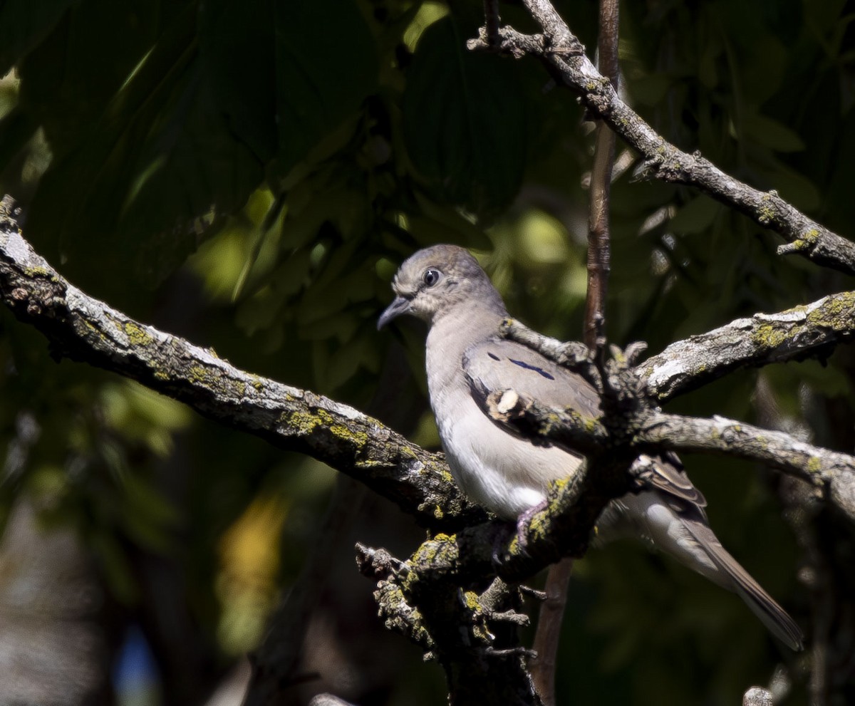 Picui Ground Dove - ML630051178